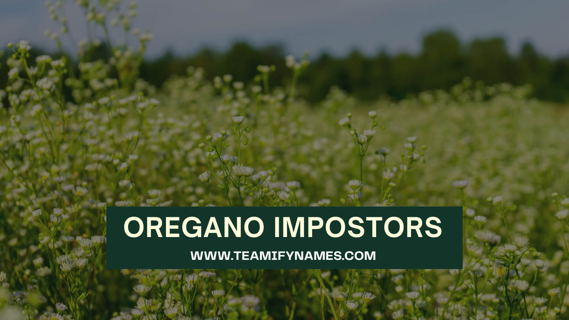 Oregano Impostors