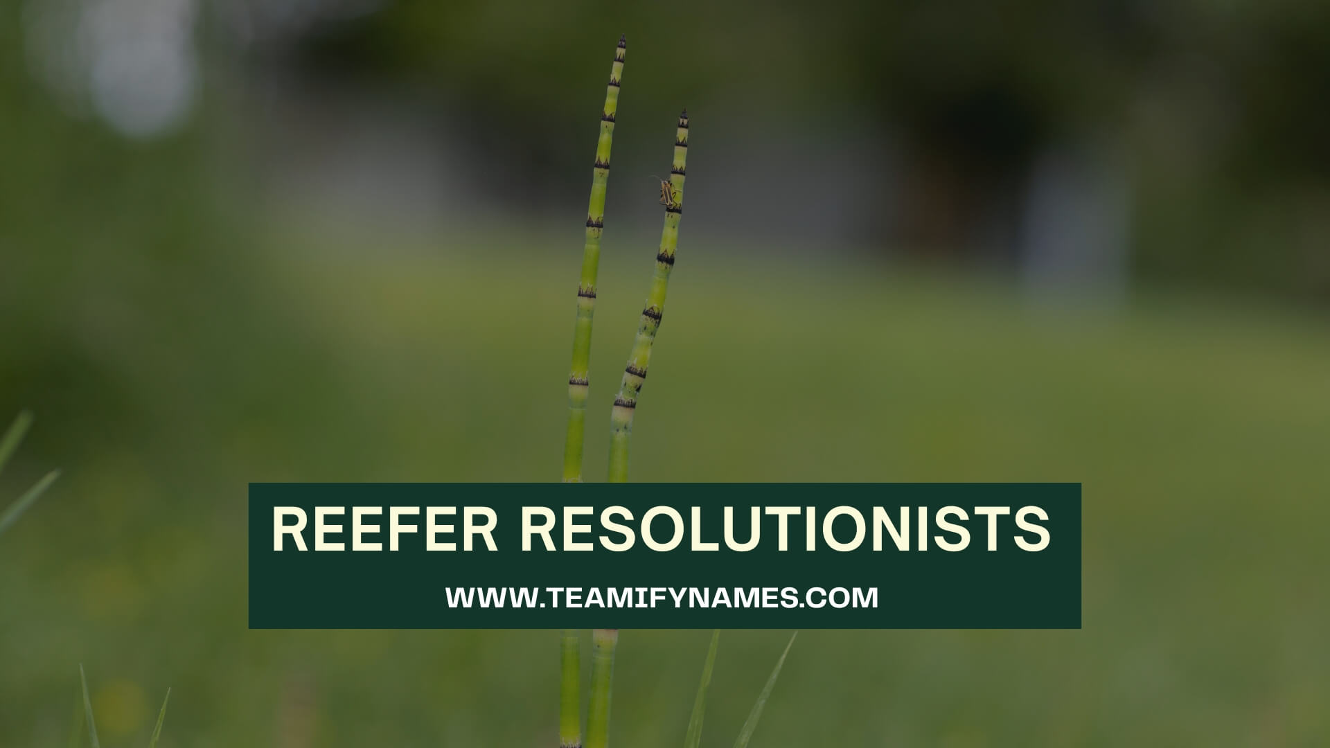 Reefer Resolutionists