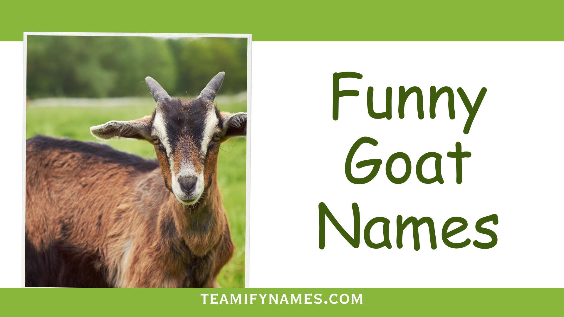 560+ Funny Goat Names That’ll Make You Bleat with Laughter