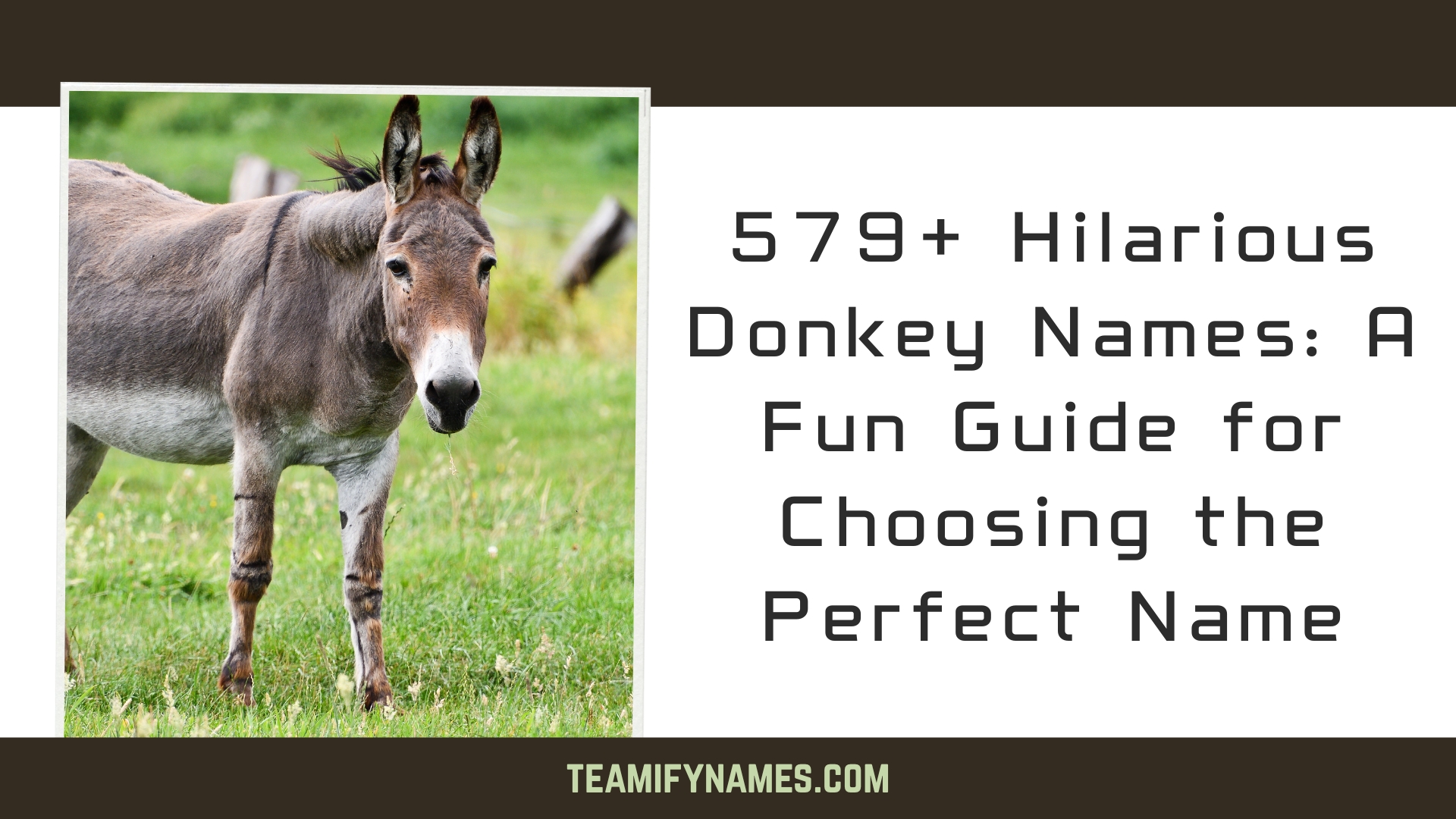 579+ Hilarious Donkey Names: A Fun Guide for Choosing the Perfect Name