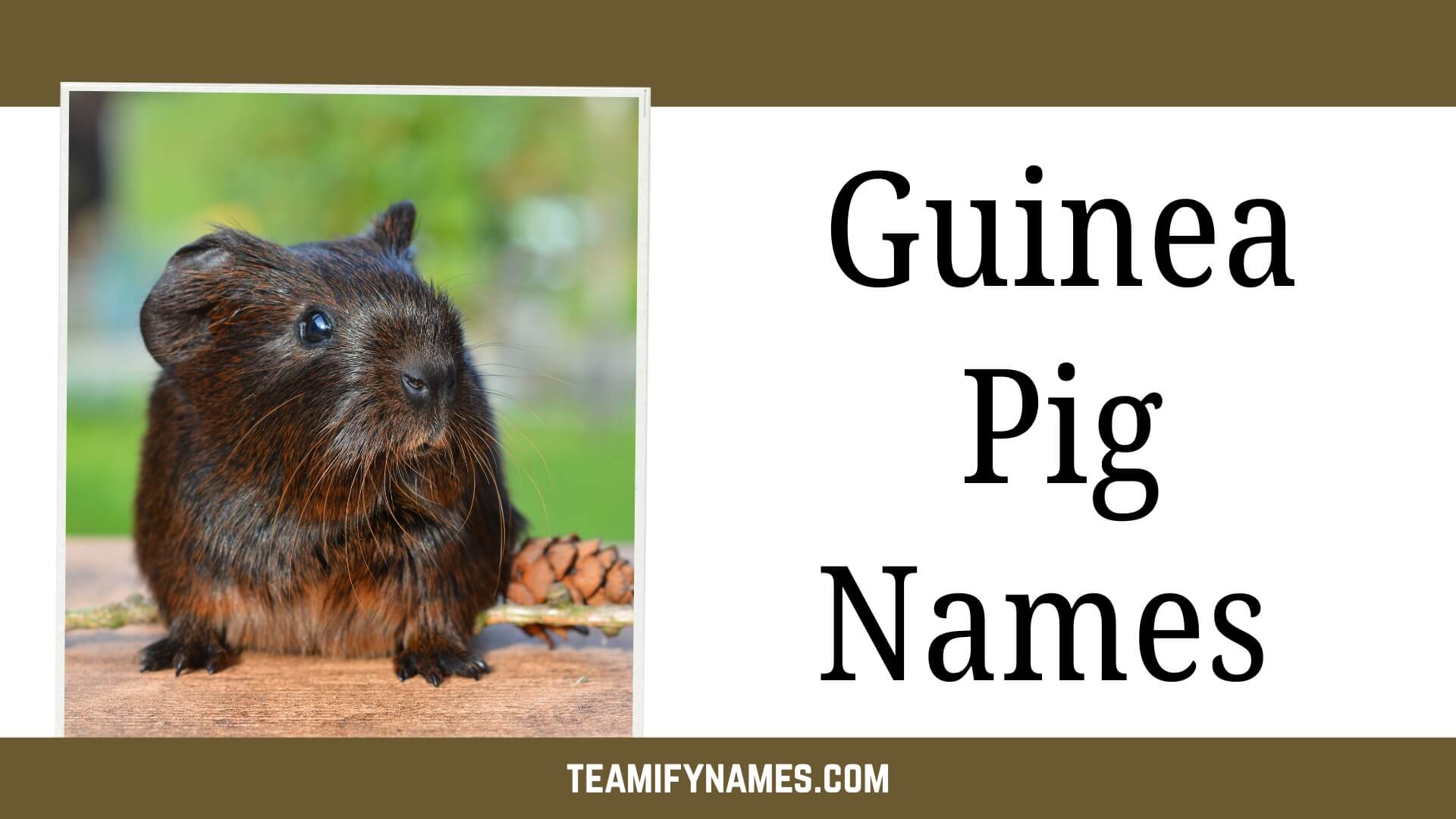 455+ Adorable Guinea Pig Names for Every Personality (Cute & Funny!)