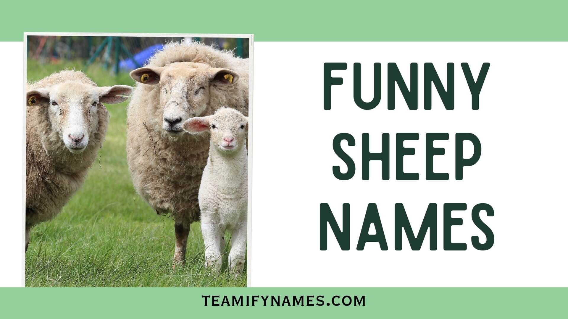550+ Funny Sheep Names That’ll Make You Smile
