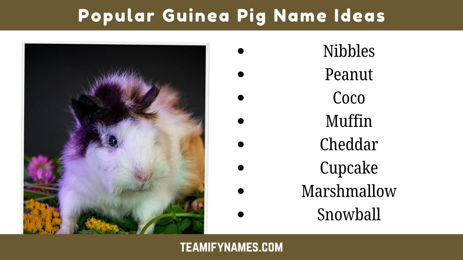 Popular Guinea Pig Name Ideas