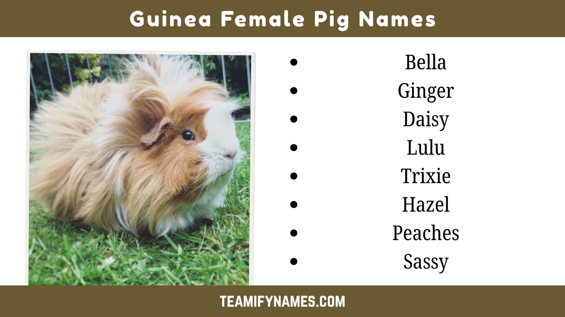 Guinea Female Pig Names