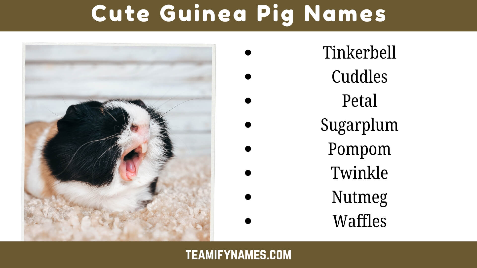 Cute Guinea Pig Names