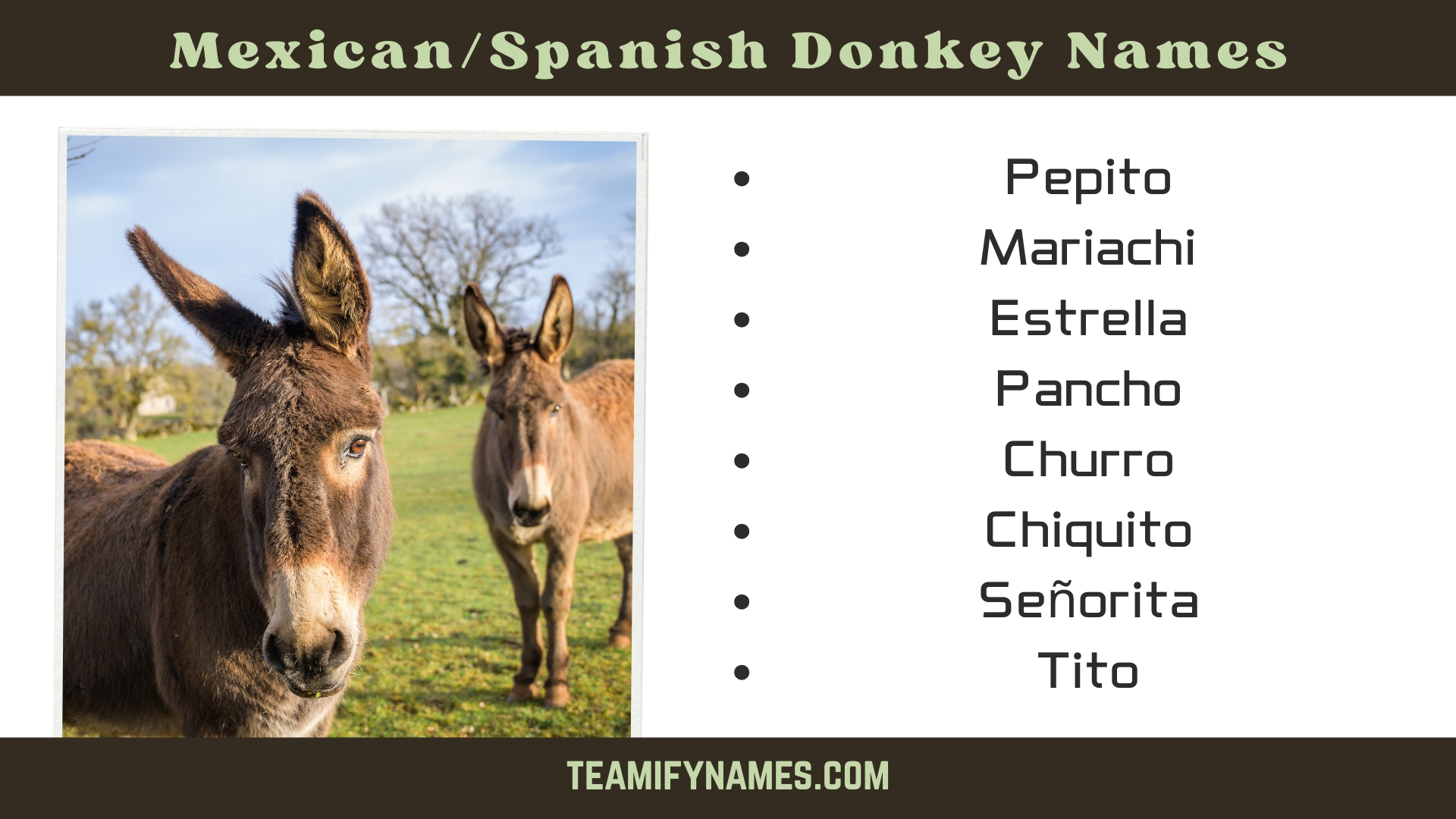 Mexican/Spanish Donkey Names