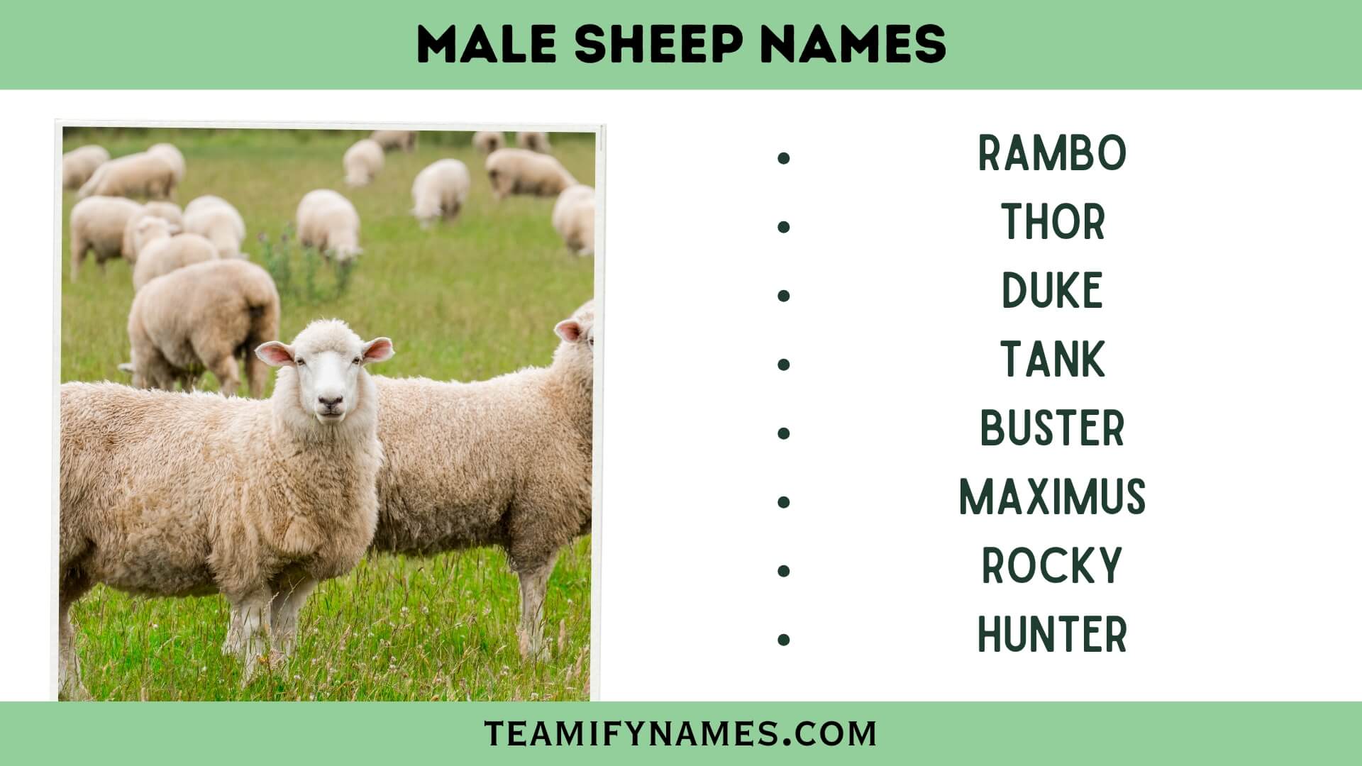 Male Sheep Names