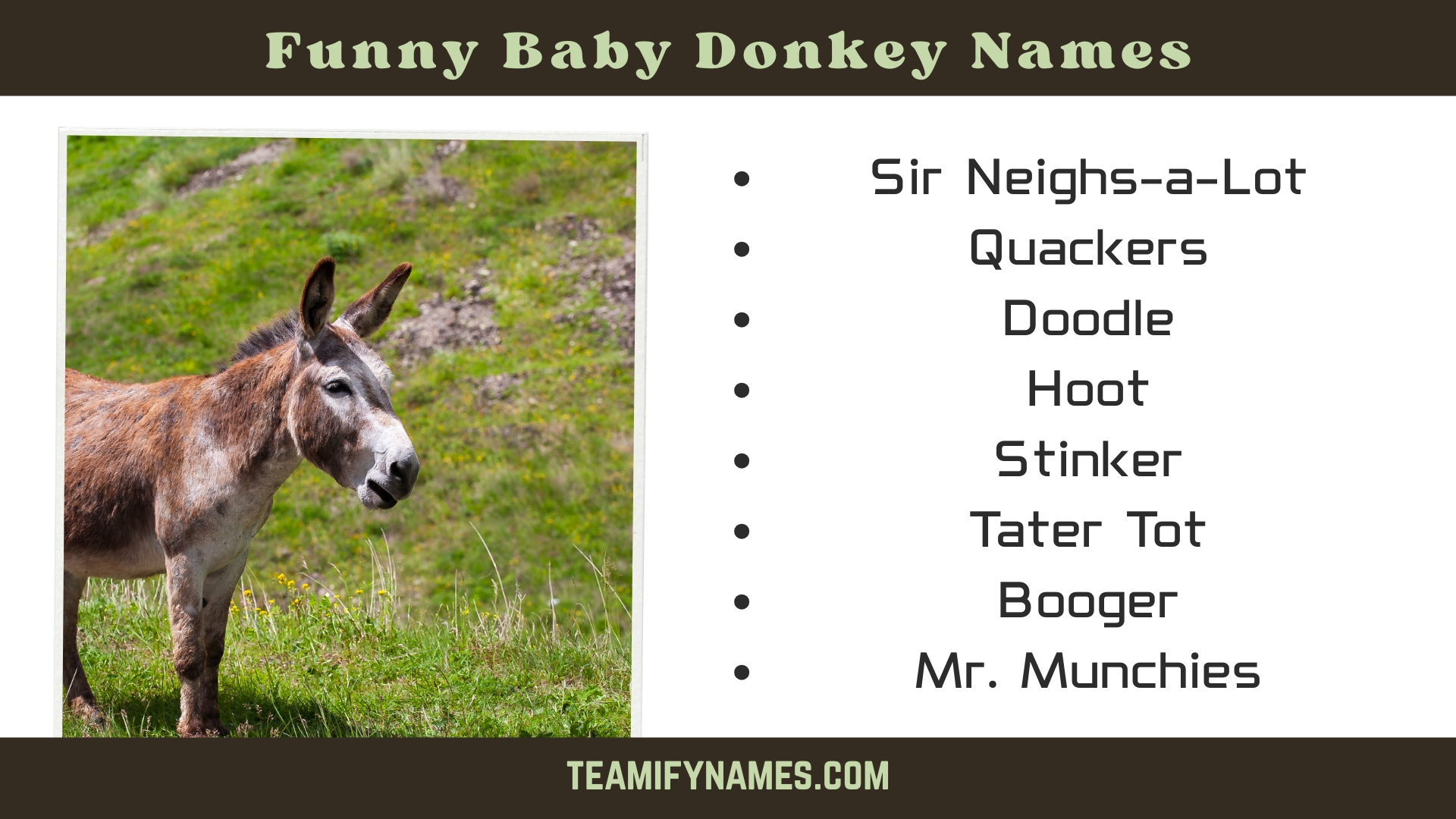 Funny Baby Donkey Names