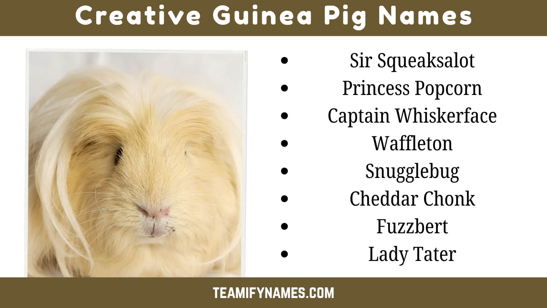 Creative Guinea Pig Names