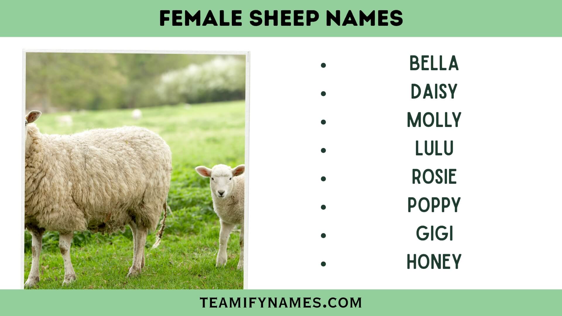 Female Sheep Names