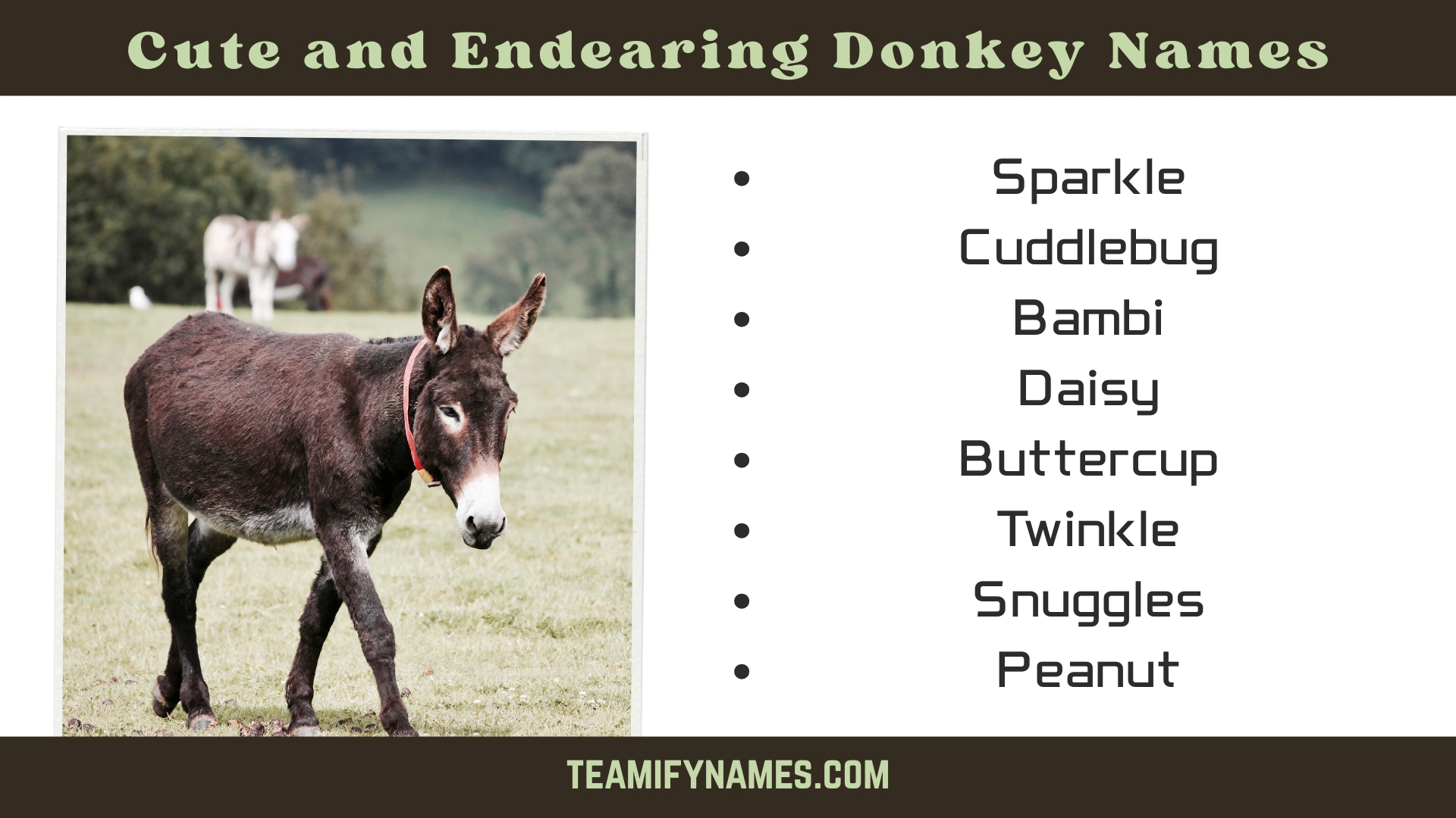 Cute and Endearing Donkey Names