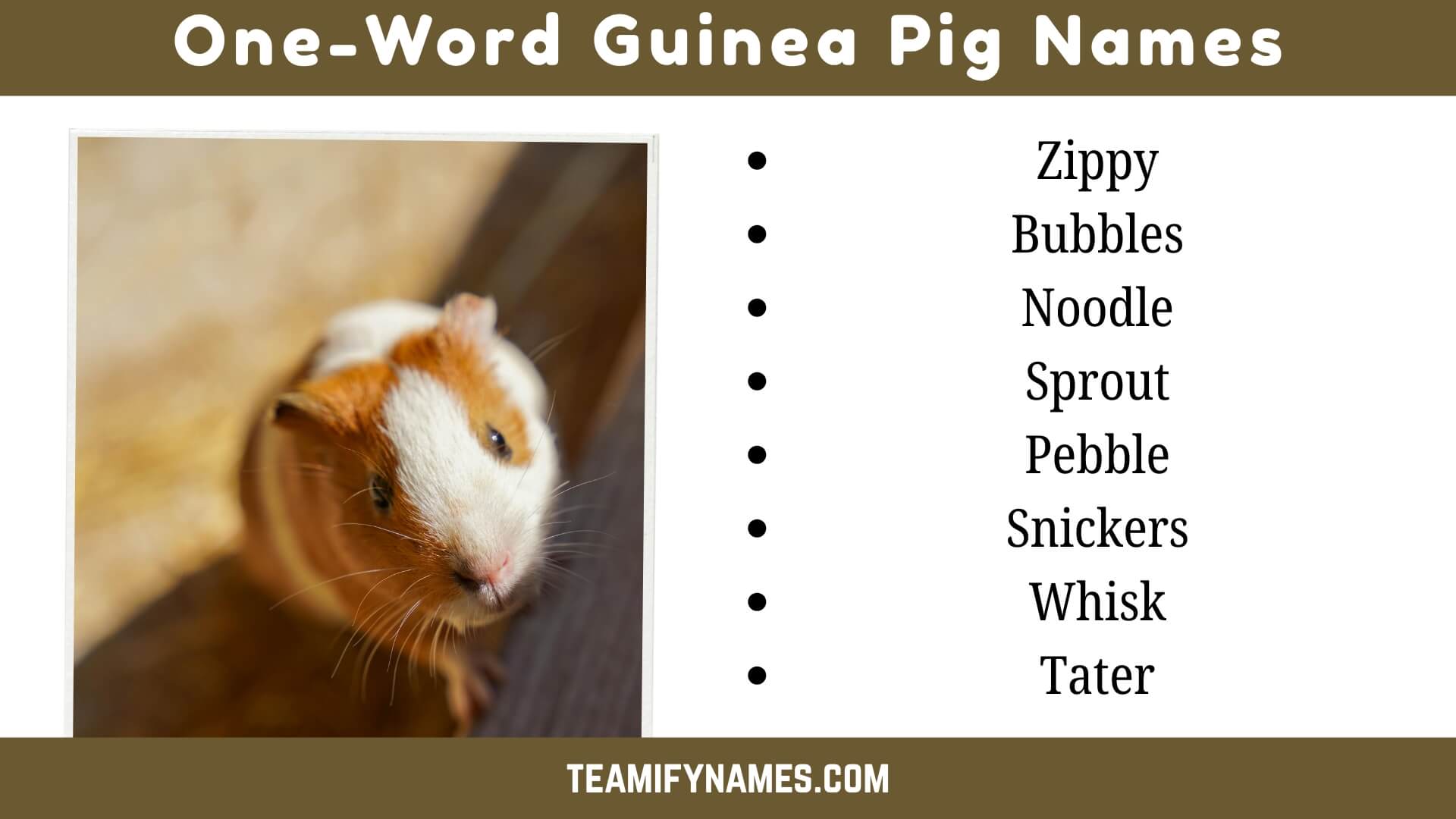 One-Word Guinea Pig Names