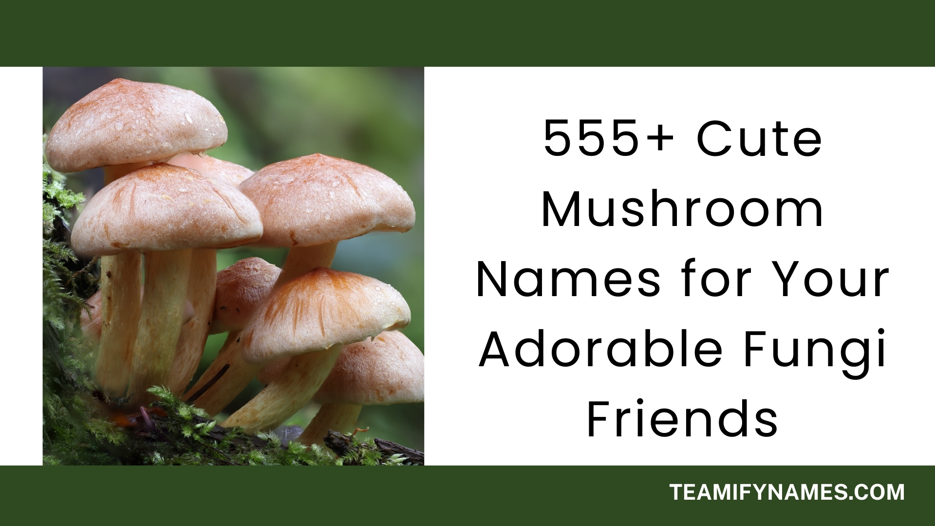 555+ Cute Mushroom Names for Your Adorable Fungi Friends