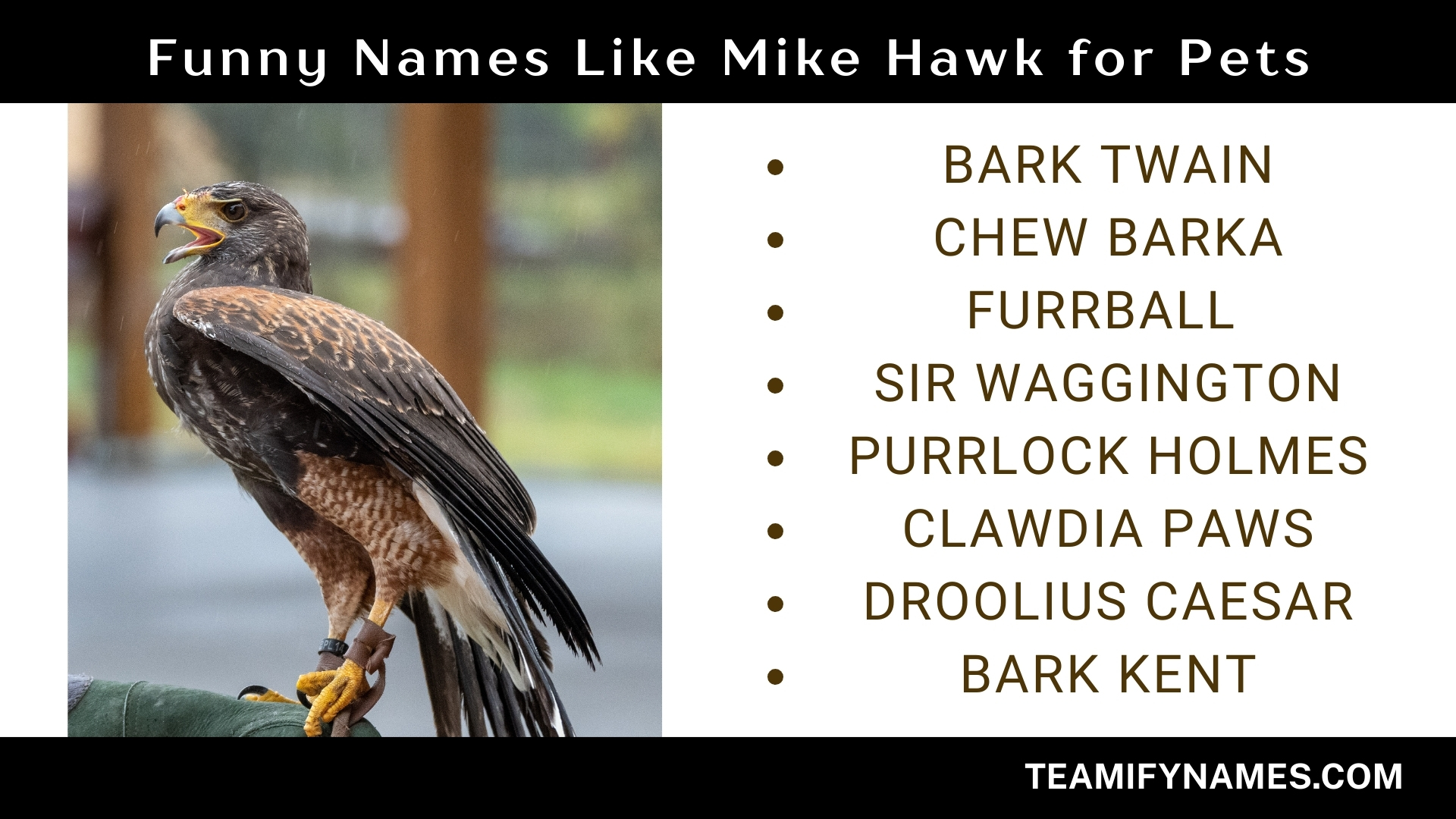 Funny Names Like Mike Hawk for Pets
