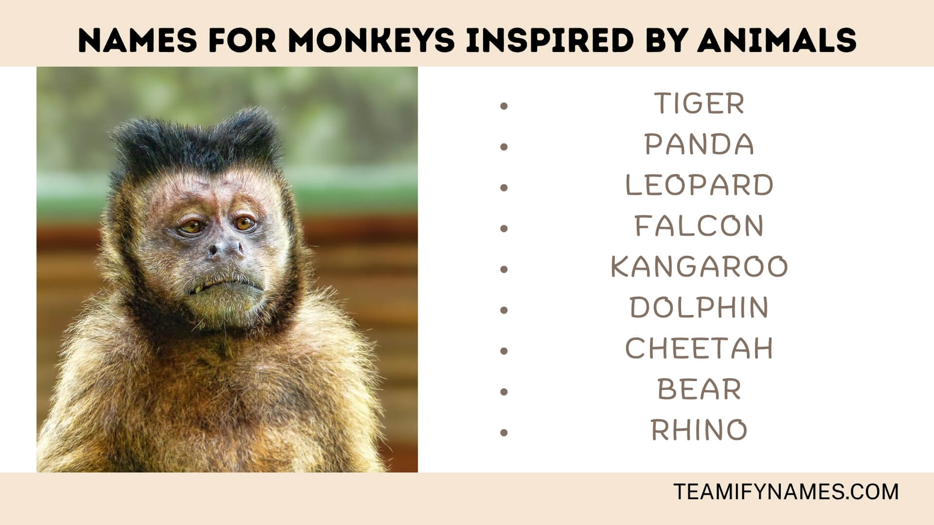 Names For Monkeys Inspired by Animals