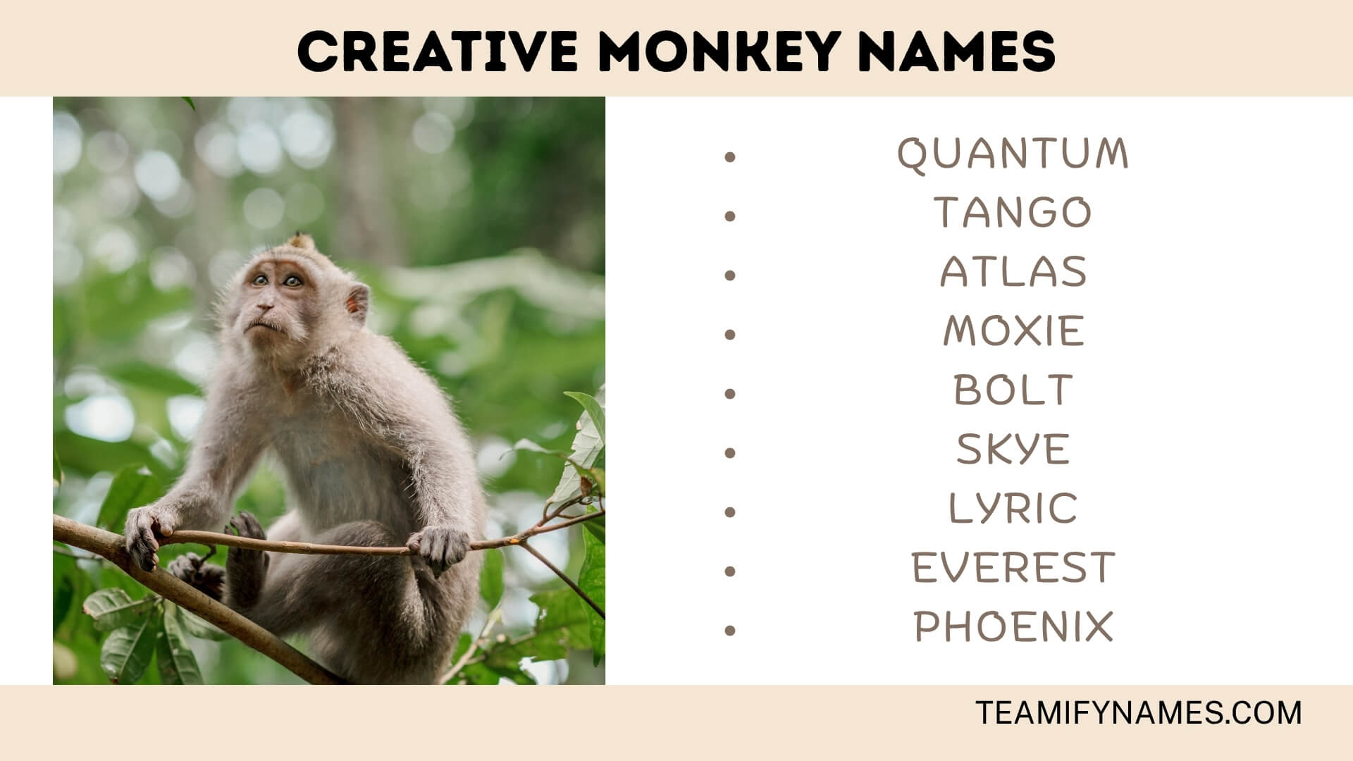 Creative Monkey Names