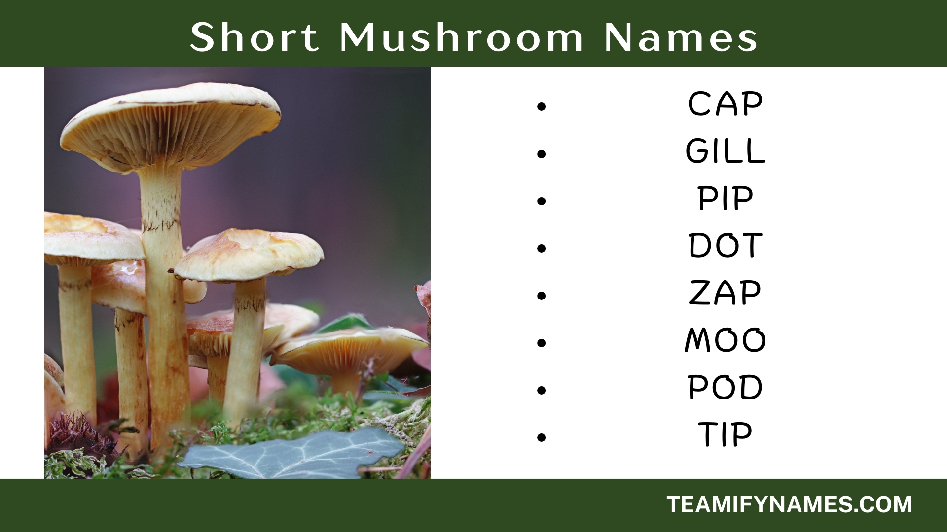 Short Mushroom Names