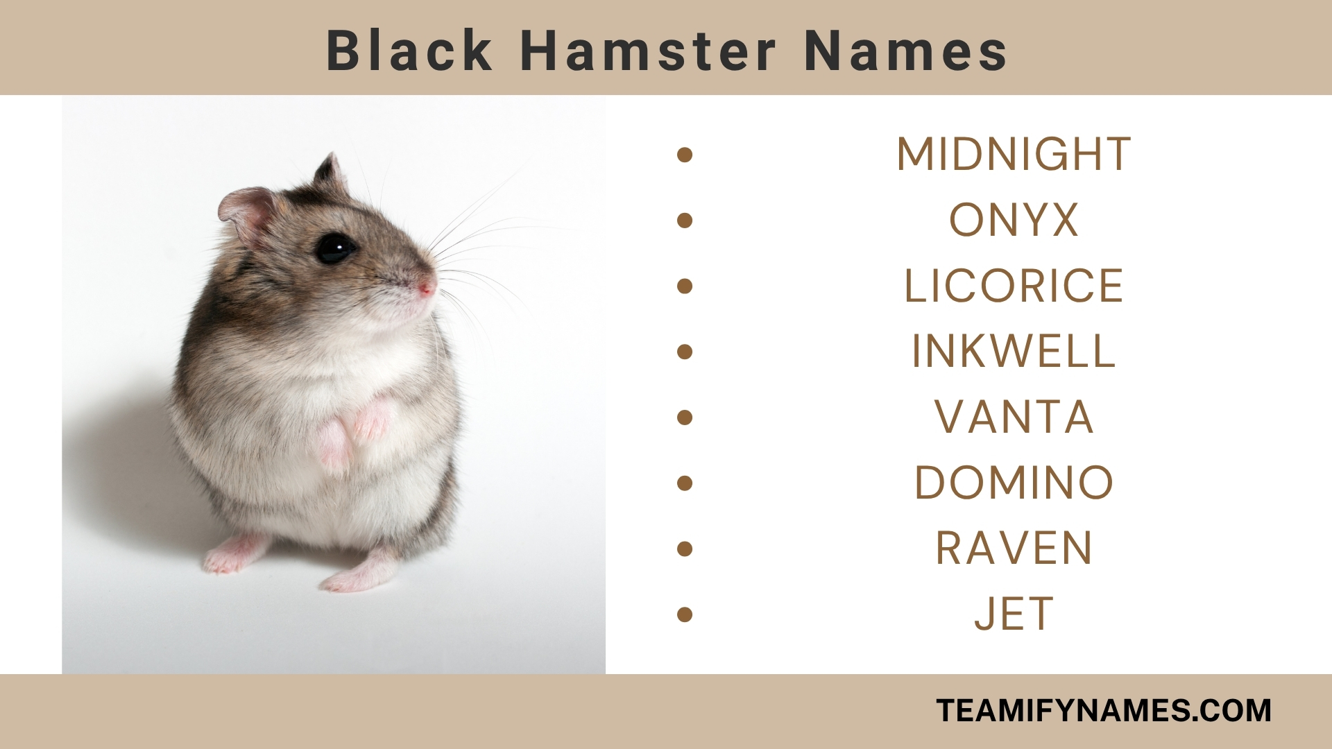 Black Hamster Names