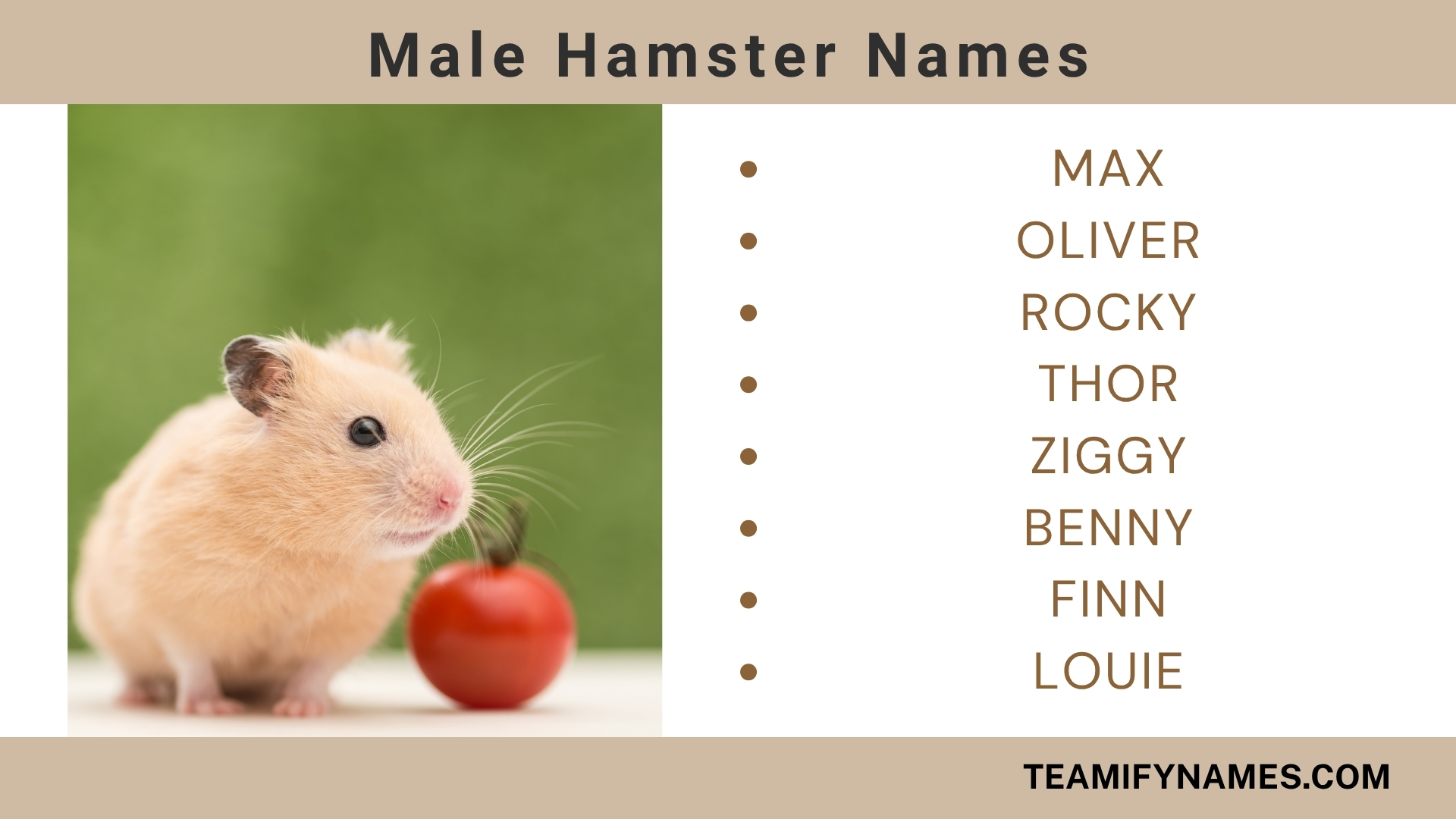 Male Hamster Names
