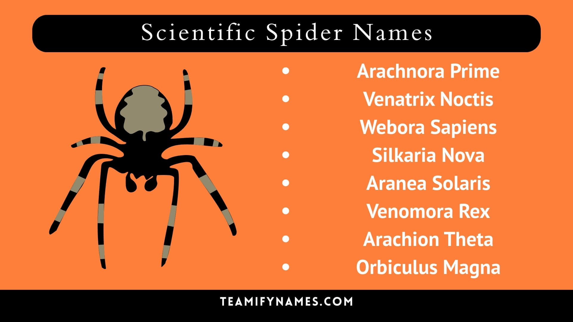 Scientific Spider Names